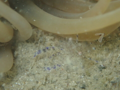 Periclimenes sagittifer