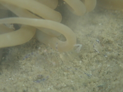 Periclimenes sagittifer