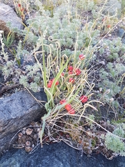Ephedra dahurica