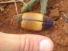 Sternocera hunteri