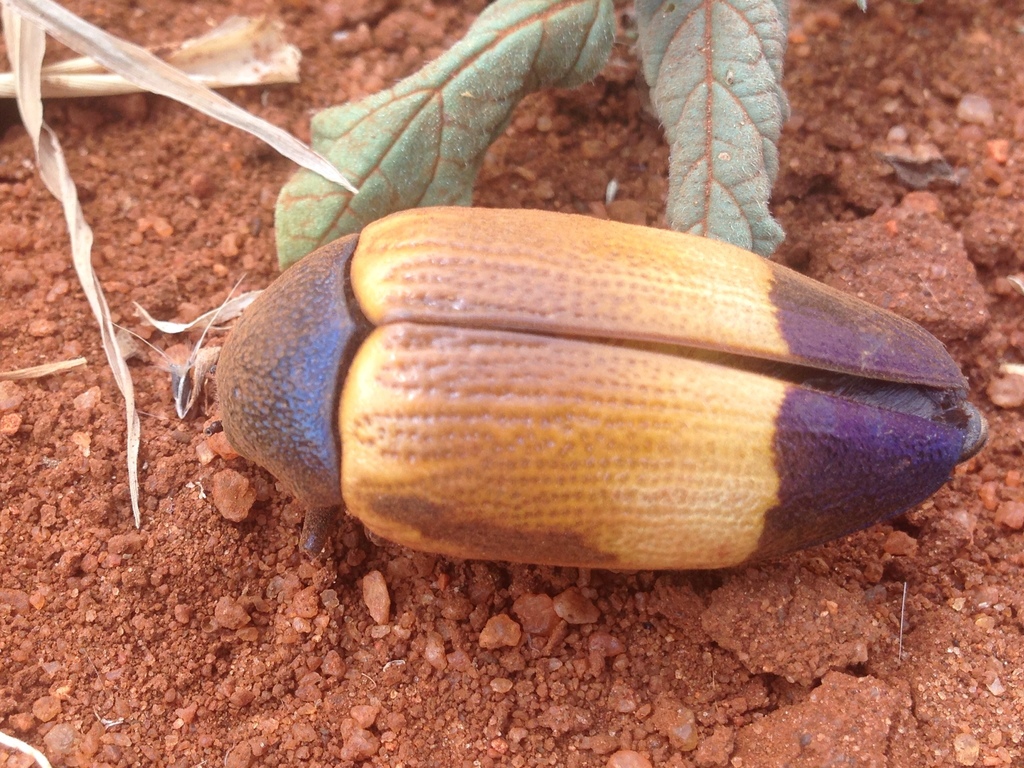 Sternocera hunteri