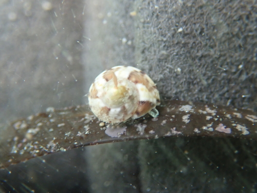 Turban Topshell