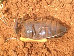 Sternocera hunteri