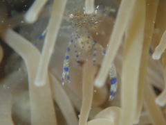 Periclimenes sagittifer