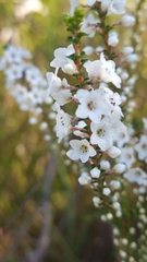 Epacris microphylla