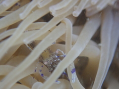 Periclimenes sagittifer