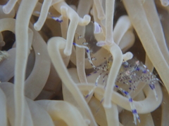 Periclimenes sagittifer