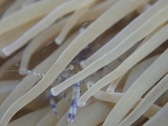 Periclimenes sagittifer