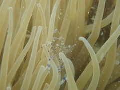 Periclimenes sagittifer