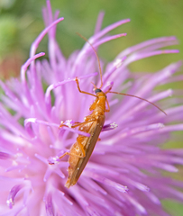 Oedemera flavicans