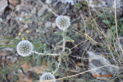 Echinops humilis