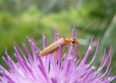 Oedemera flavicans