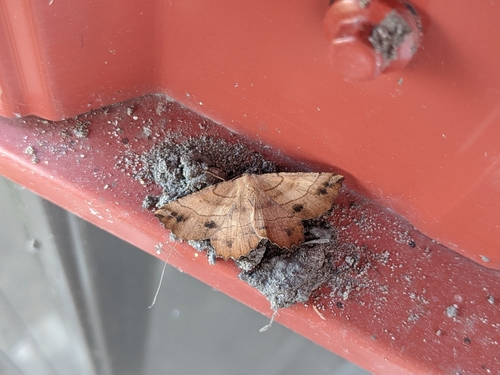 Johnson's Euchlaena Moth photo 3