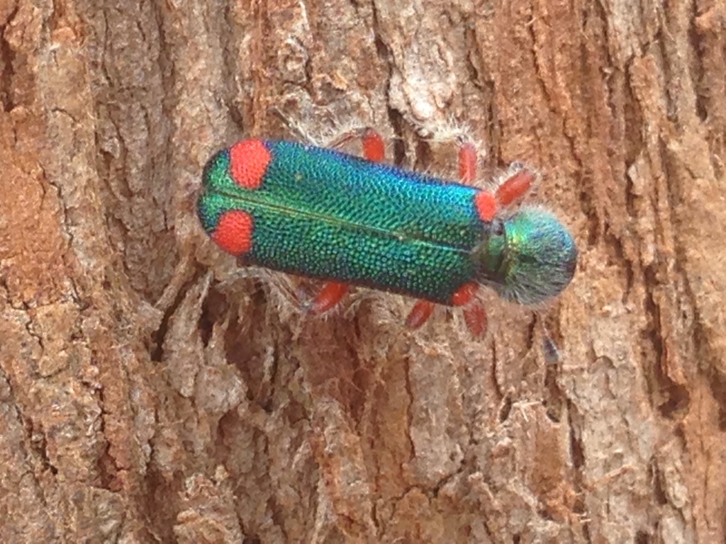 Trichodes lepidus