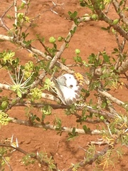 Colotis danae eupompe