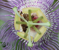 Hymenia perspectalis
