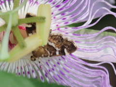 Hymenia perspectalis