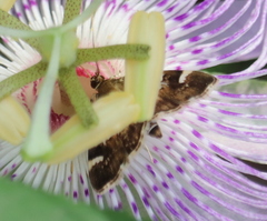 Hymenia perspectalis