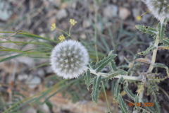 Echinops humilis