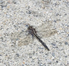 Phanogomphus borealis