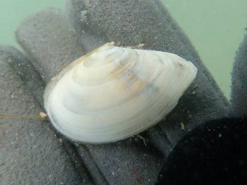 Bean Tellin, Côtes-d'Armor, Bretagne, FR, photo 7 of 10