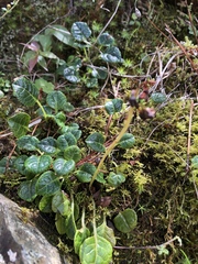 Pyrola morrisonensis