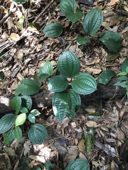 Phyllagathis rotundifolia