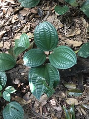 Phyllagathis rotundifolia