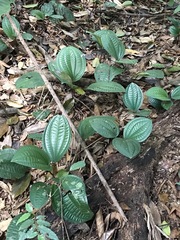 Phyllagathis rotundifolia