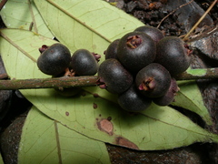 Eugenia calophylloides