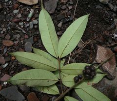 Eugenia calophylloides