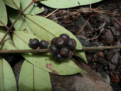 Eugenia calophylloides