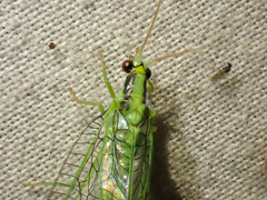 Nineta gravida