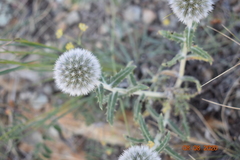 Echinops humilis