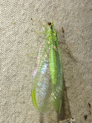 Nineta gravida