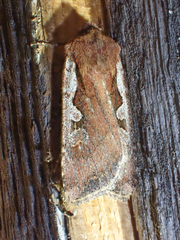 Euxoa costata