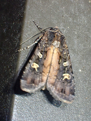 Actebia fennica