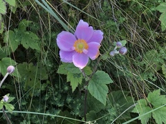 Eriocapitella × hybrida