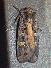 Actebia fennica