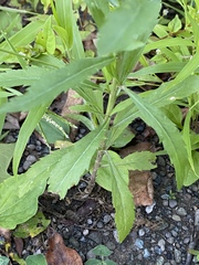 Lepidium virginicum virginicum