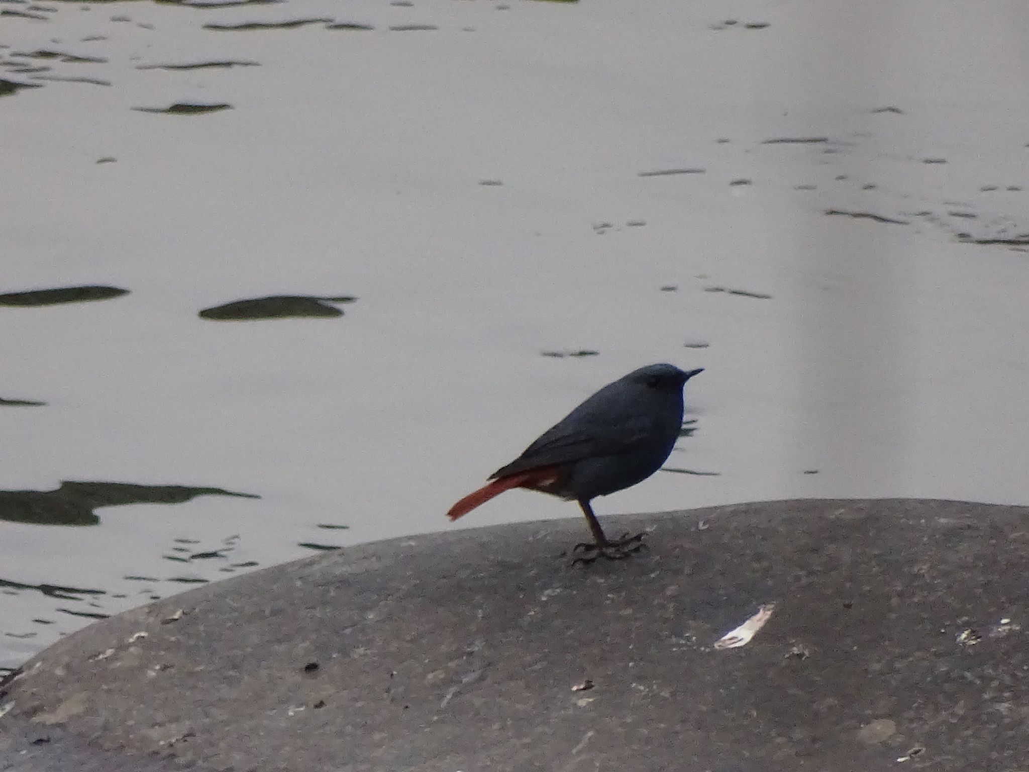 Plumbeous Water Redstart