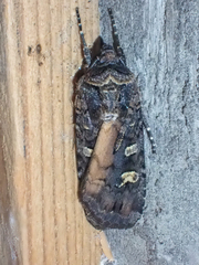 Actebia fennica