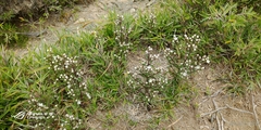 Swertia macrosperma