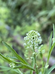 Lepidium virginicum virginicum