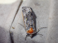 Syngrapha celsa