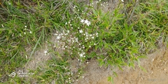 Swertia macrosperma