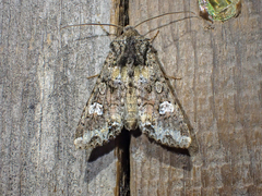 Mamestra configurata