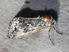 Syngrapha celsa