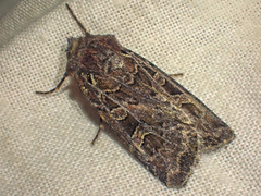Euxoa divergens