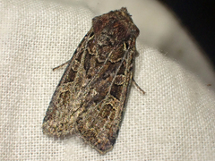 Euxoa divergens